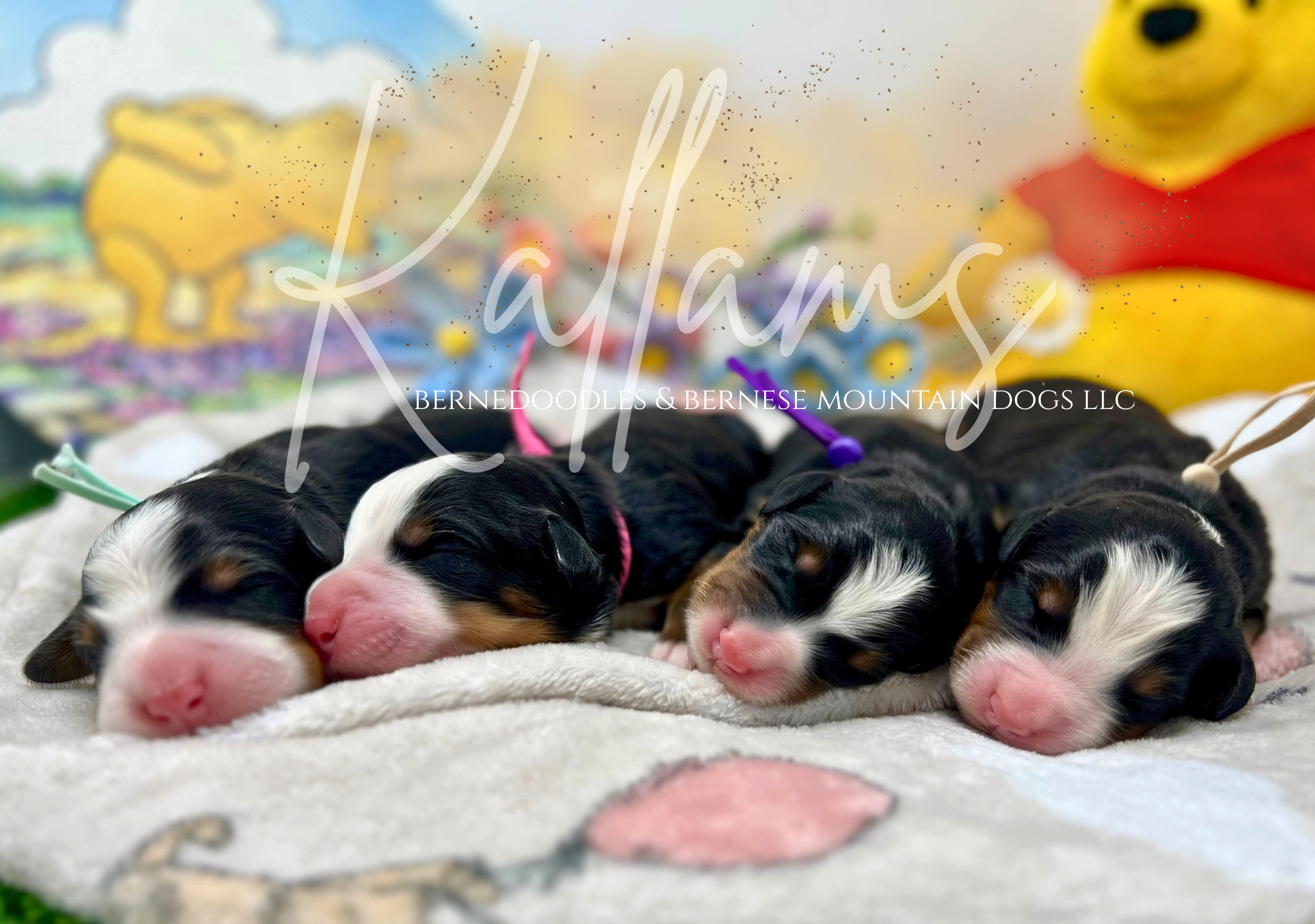 Kallams