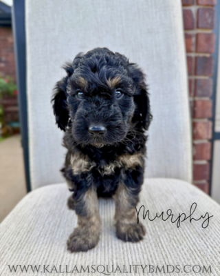 Murphy