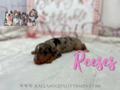 Reeses
