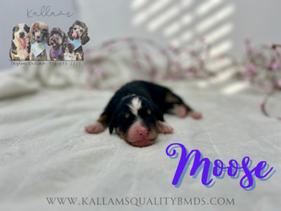 Moose
