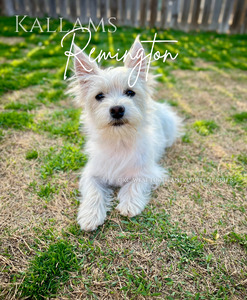 Remi