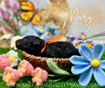 Mary