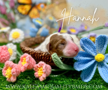 Hannah