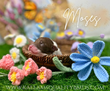 Moses