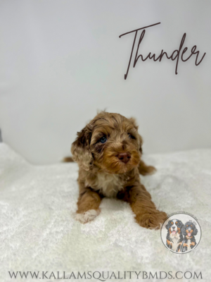 Thunder