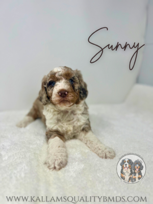 Sunny