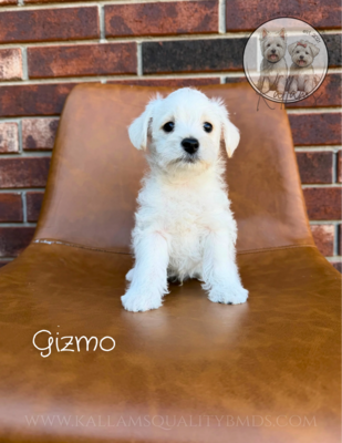 Gizmo