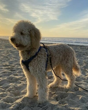 Flynn