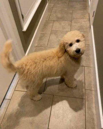 Flynn