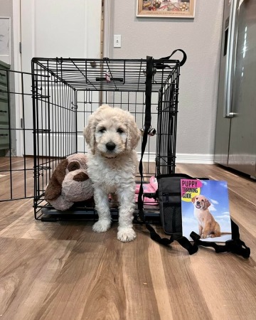 Puppy Packet Pictures with Stella!