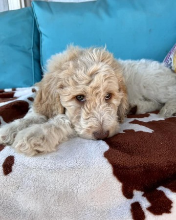 "Moscato" now Tucker