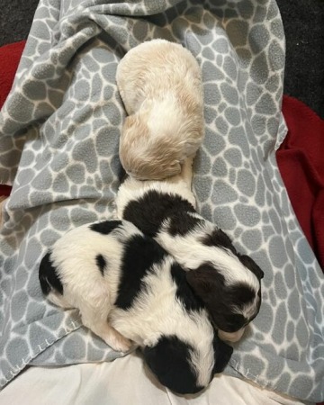 Just a lap full of parti babies! 