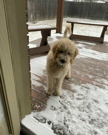 Flynn 